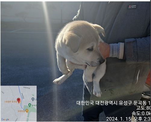 종료(입양) 믹스견…