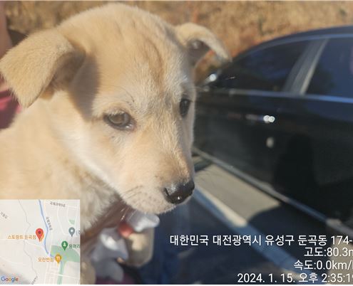 보호중 믹스견의 가…