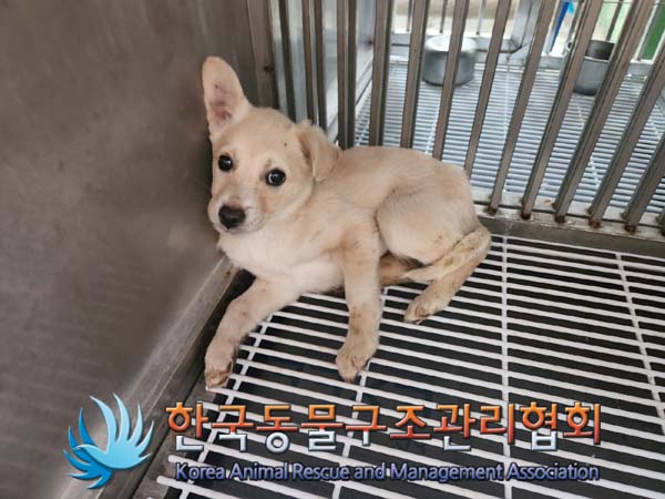 한국동물구조관리협회_441406202400063