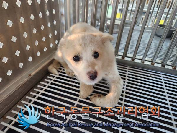 한국동물구조관리협회_441406202400066