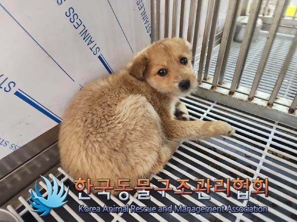 종료(안락사) 믹스…
