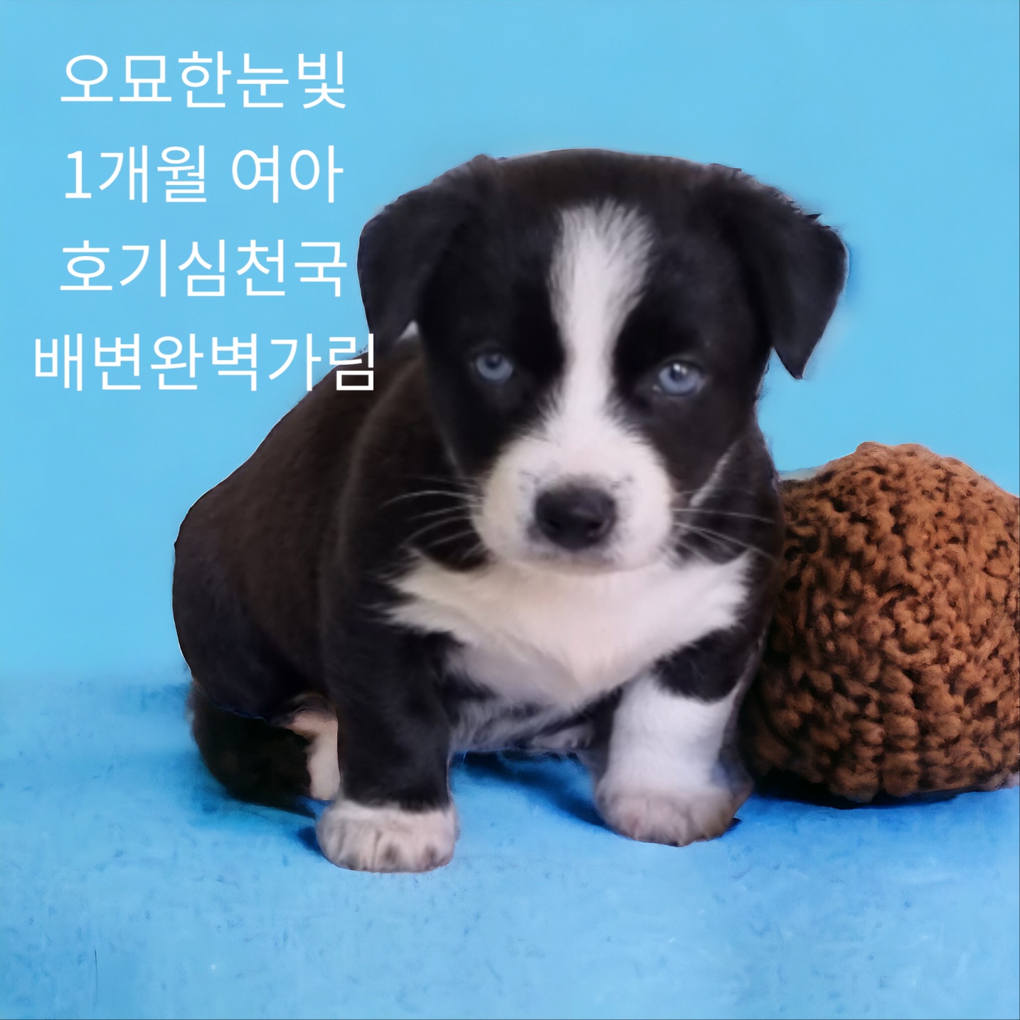 보호중 믹스견의 가…