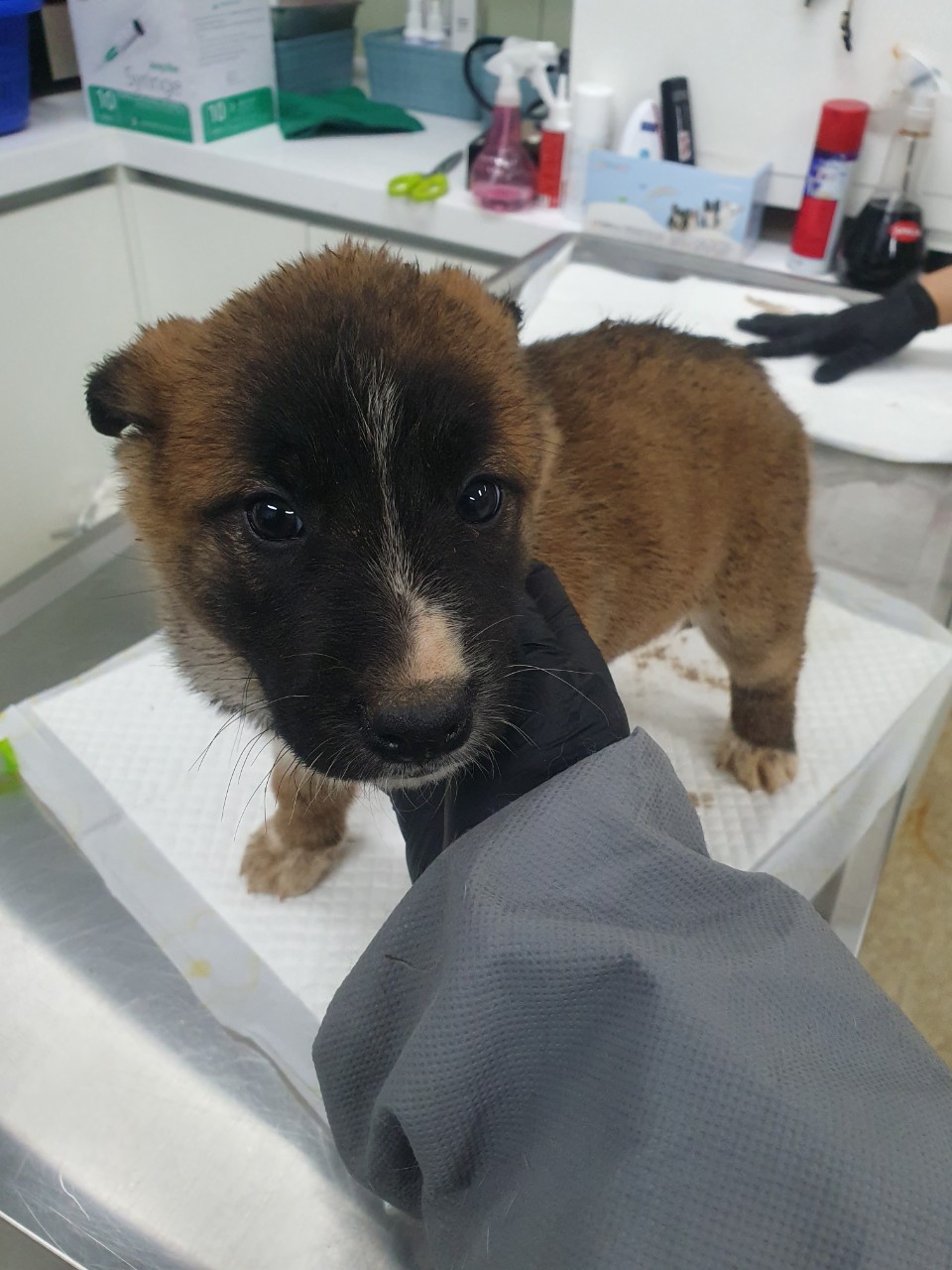 남양주시동물보호센터_441399202400052