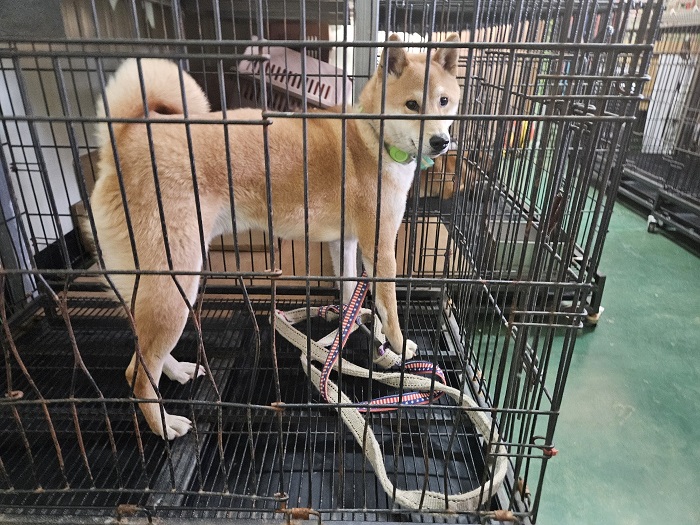 진해유기동물보호소_448532202400013