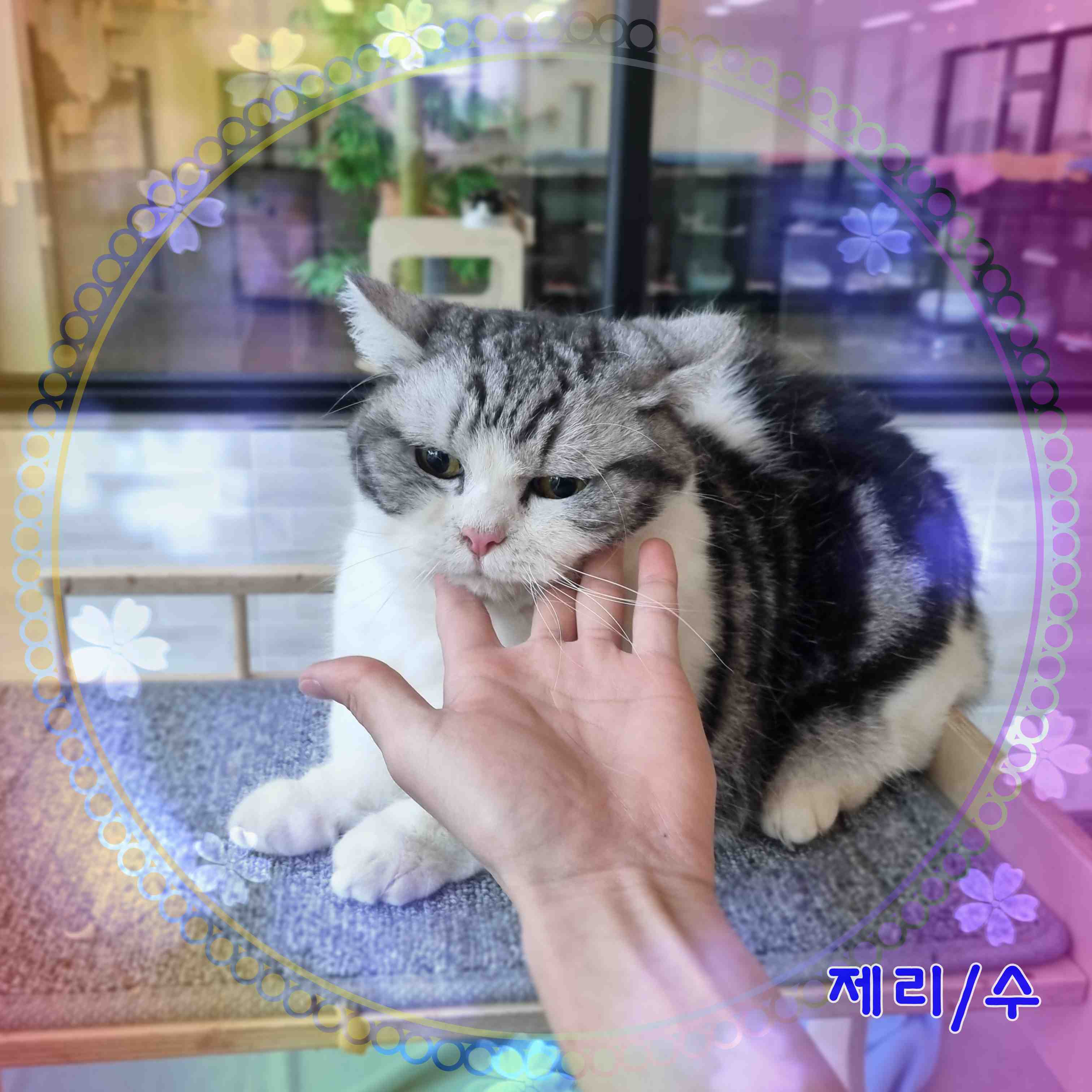 보호중 먼치킨의 가…
