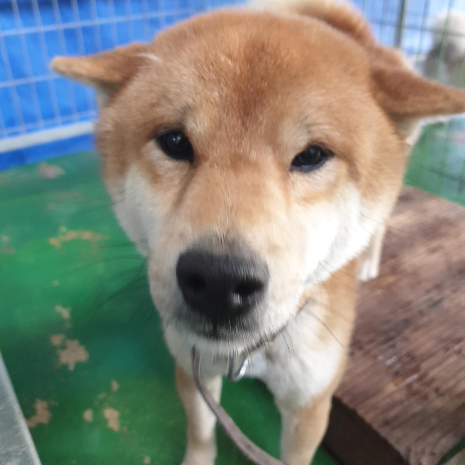 보호중 시바의 가족…