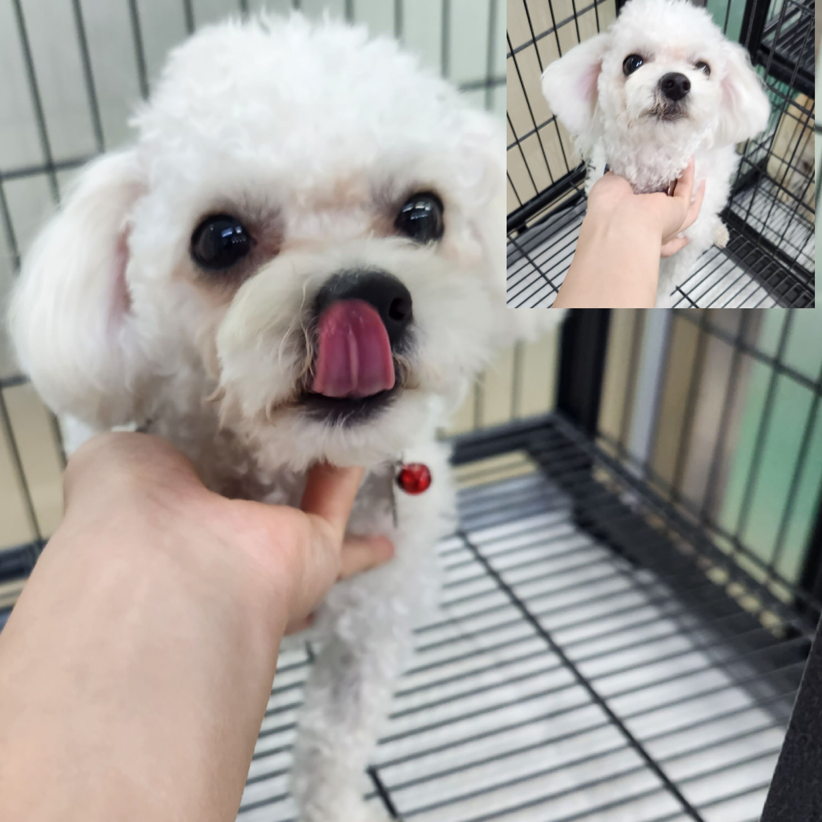 경주동물사랑보호센터_447505202400040