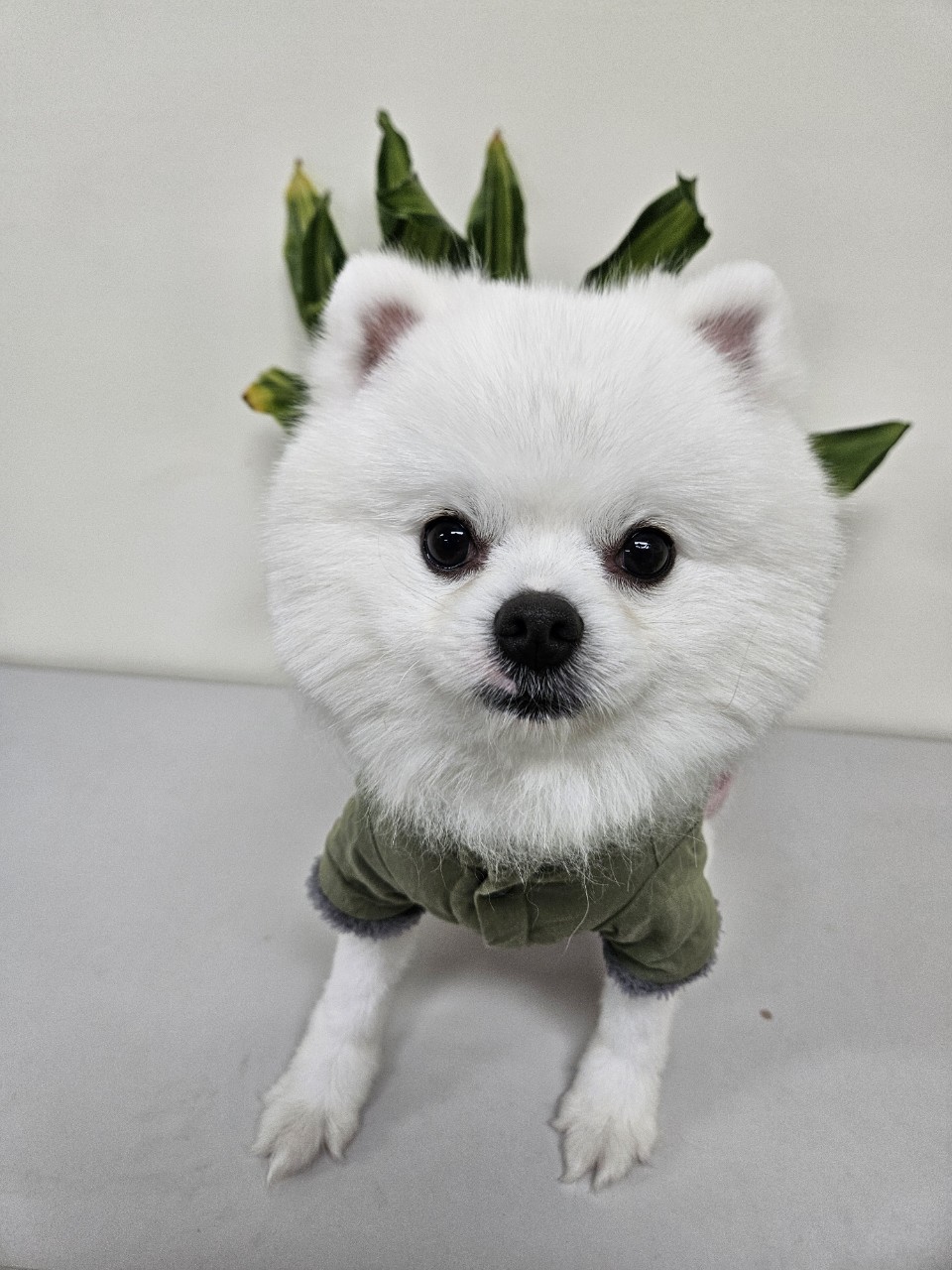 보호중 포메라니안의…