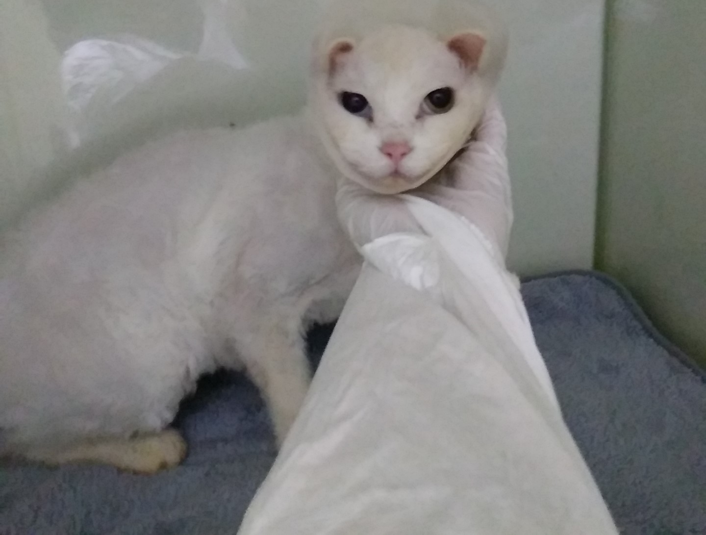 인천광역시수의사회_428351202400011