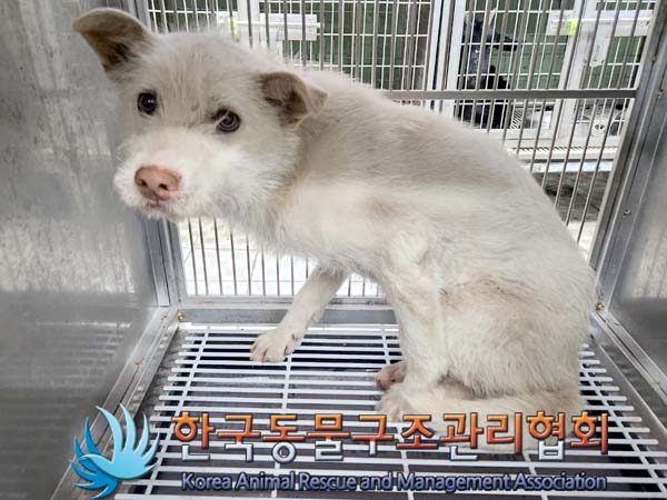 종료(안락사) 믹스…