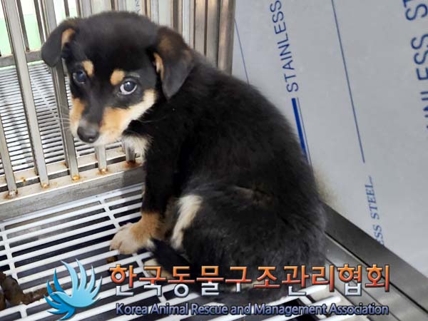 보호중 믹스견의 가…
