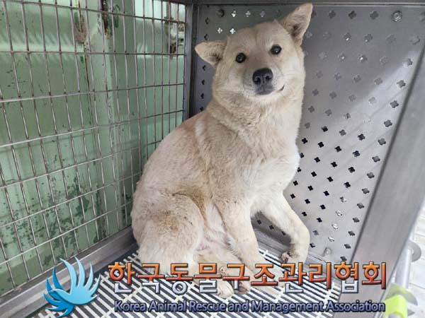 종료(안락사) 믹스…