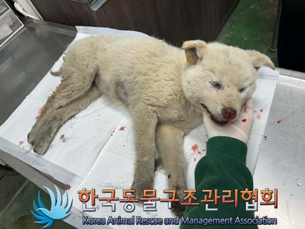 한국동물구조관리협회_441409202400036