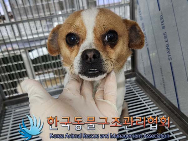 종료(안락사) 믹스…