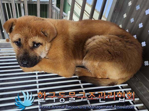 한국동물구조관리협회_411312202400004