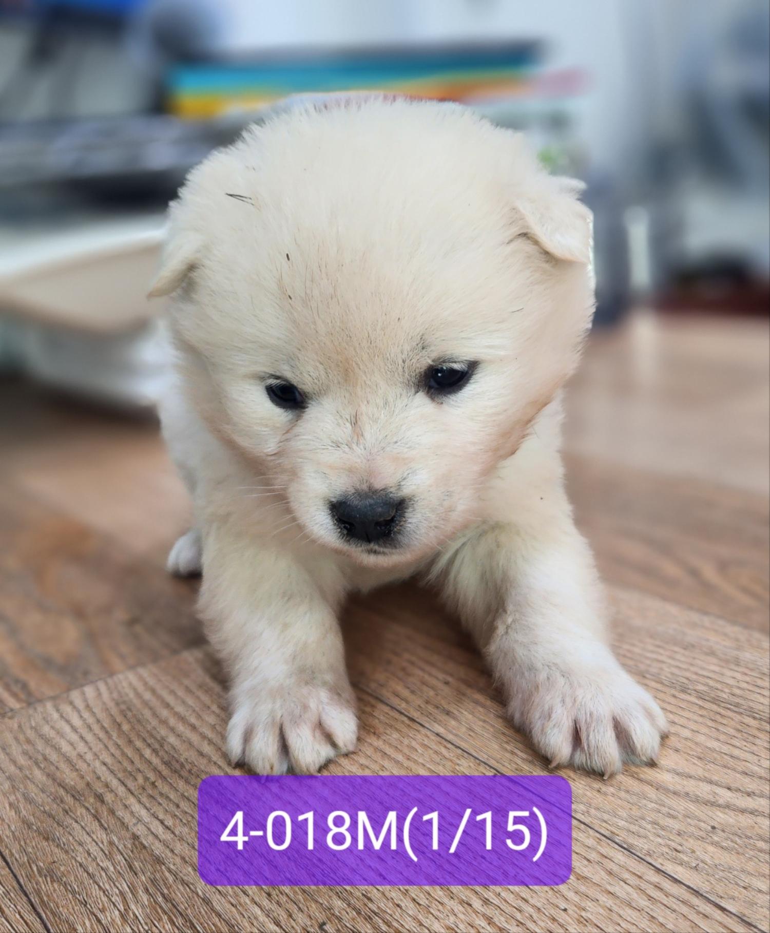 고성군유기동물보호소_448542202400099