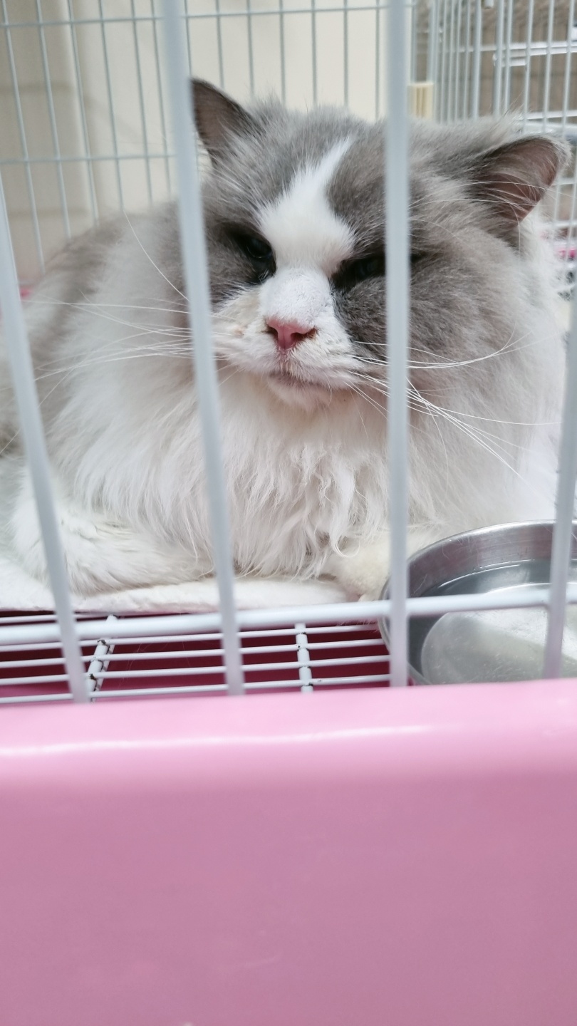 아산동물복지지원센터_444452202400066