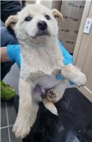 남부여동물보호소_444457202400025
