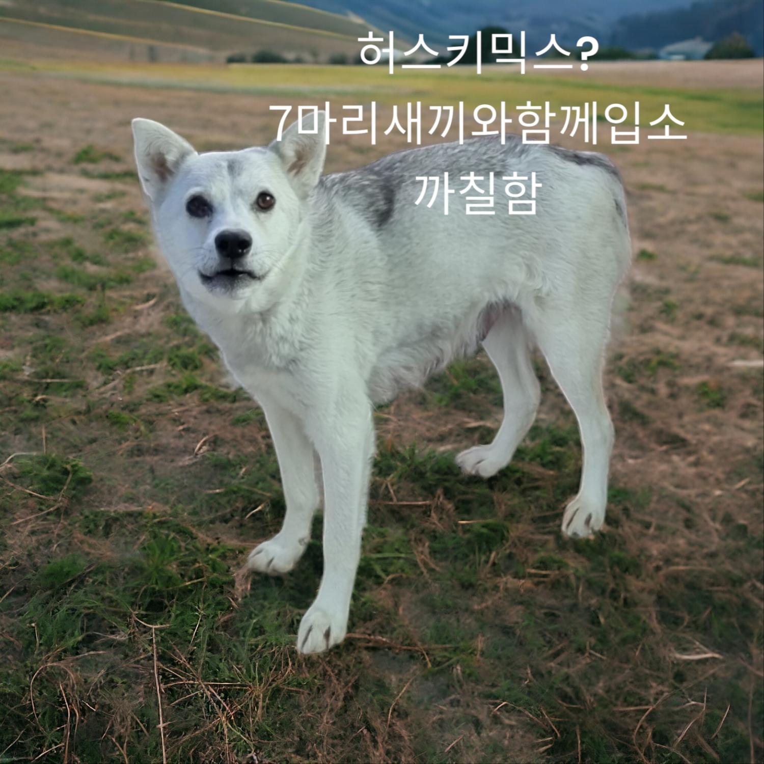 성주유기동물보호센터_447521202400027