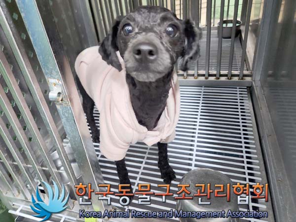 종료(입양) 푸들의…
