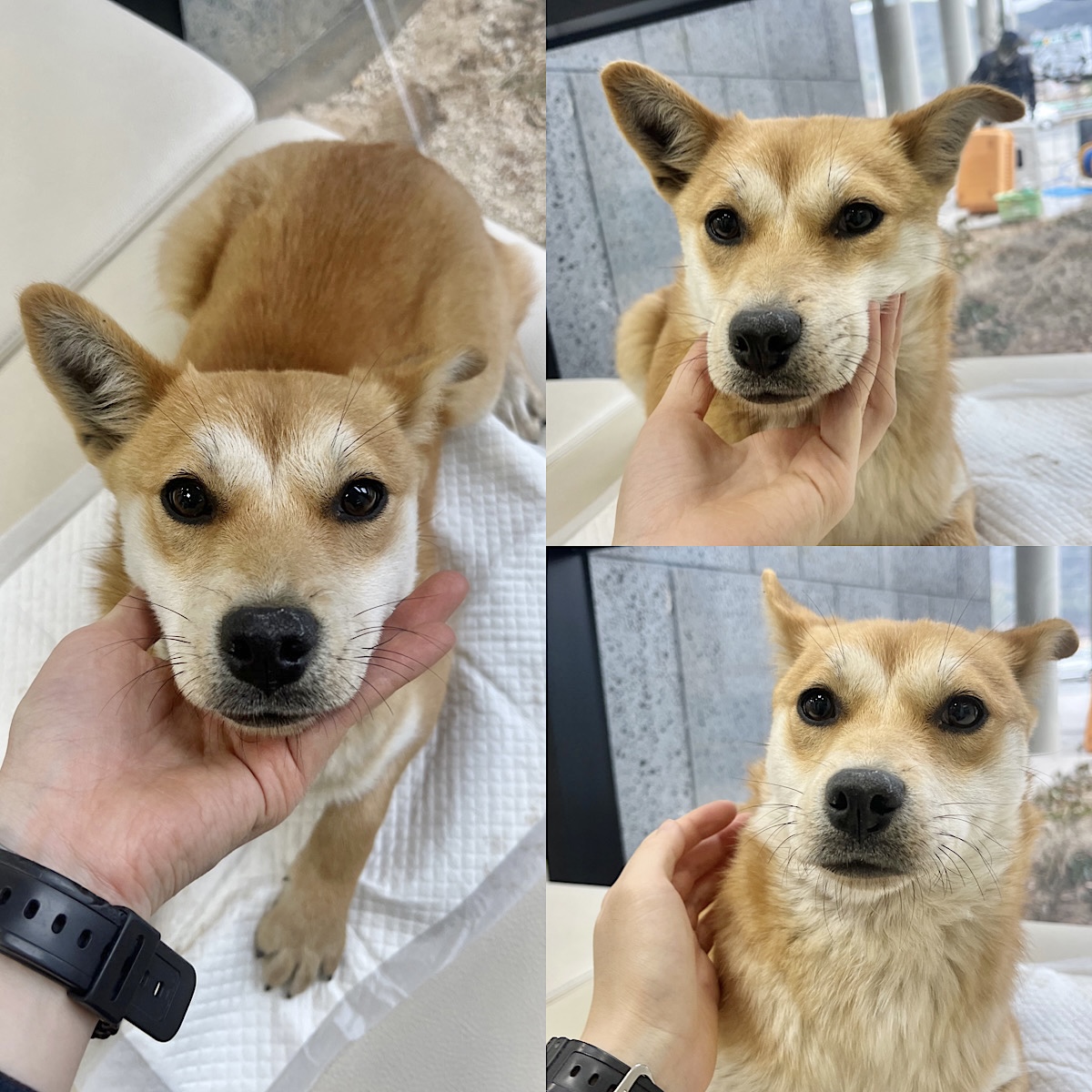경주동물사랑보호센터_447505202400050