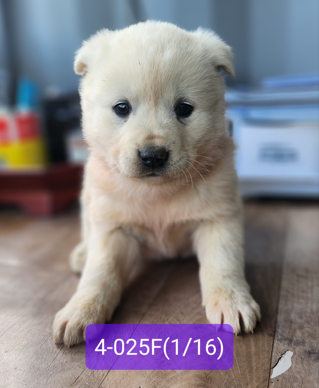 고성군유기동물보호소_448542202400106