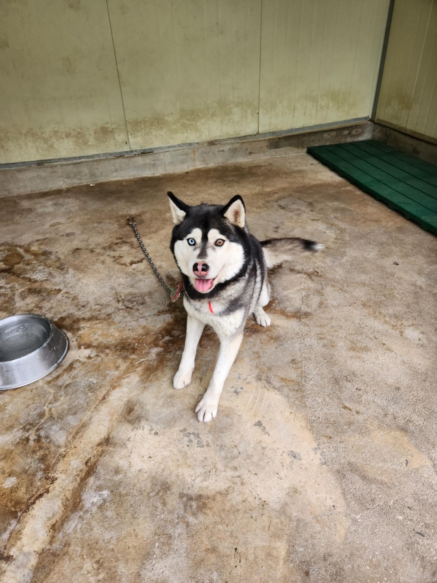 영주시 동물보호센터_447509202400021