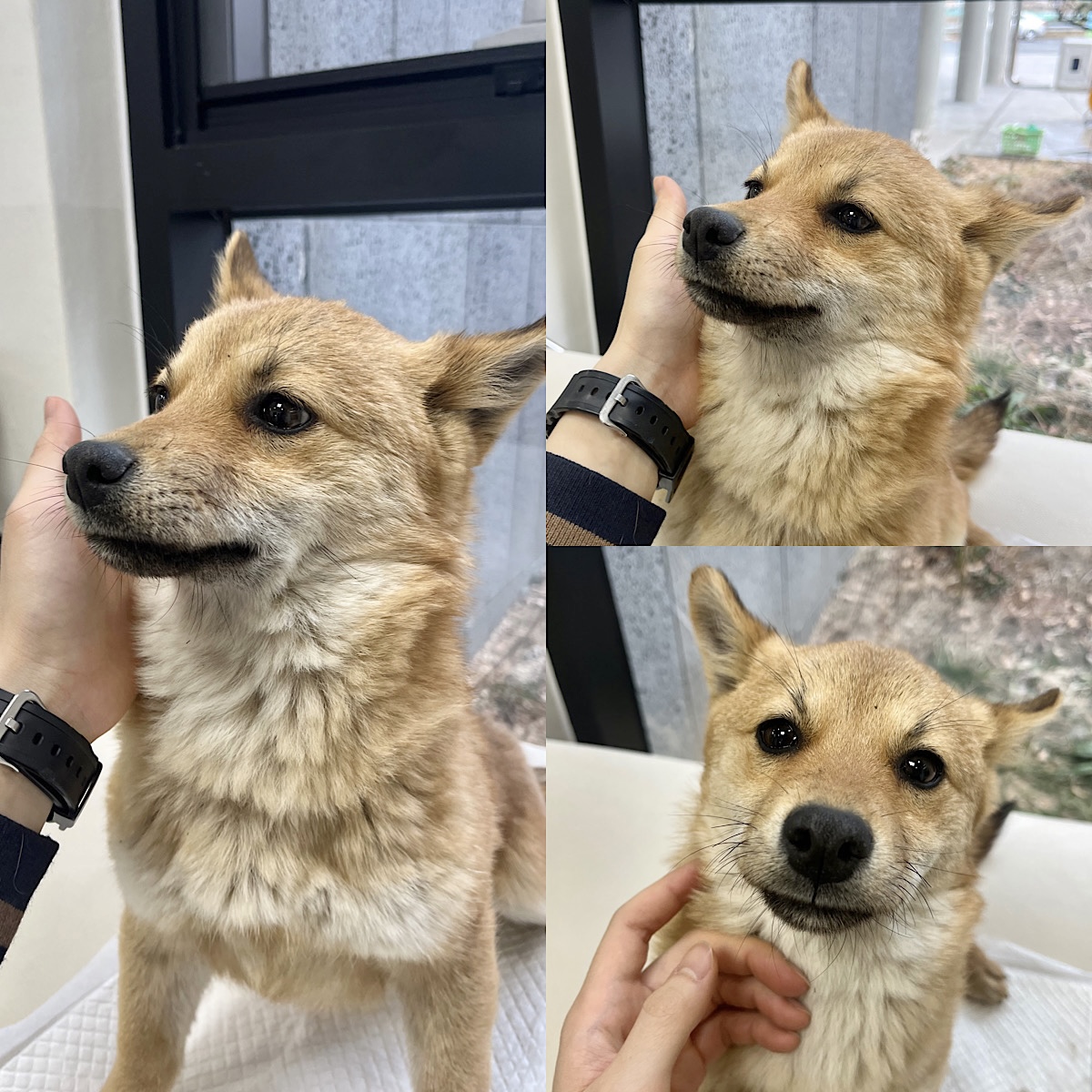 경주동물사랑보호센터_447505202400051