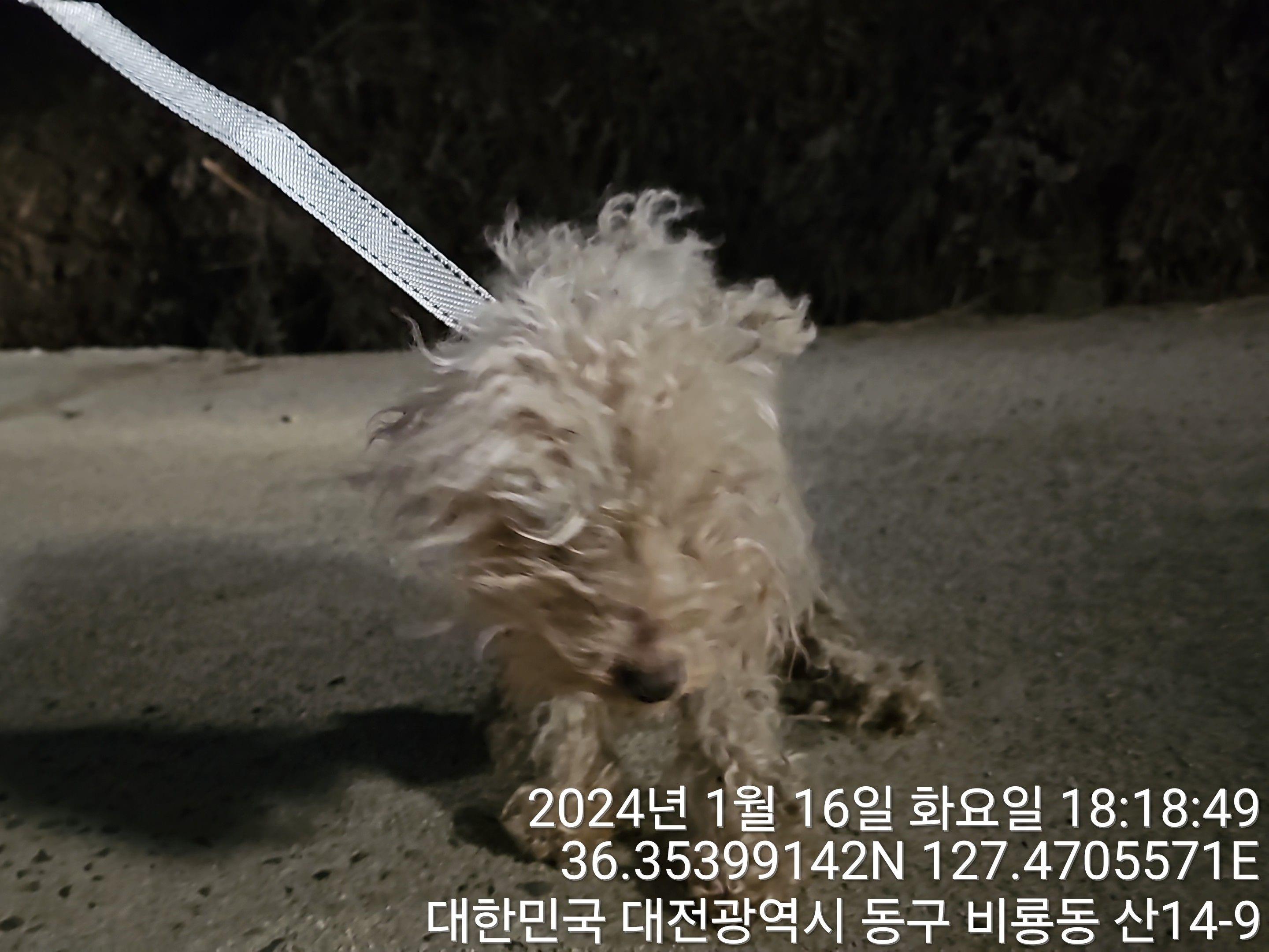대전동물보호센터_430364202400008