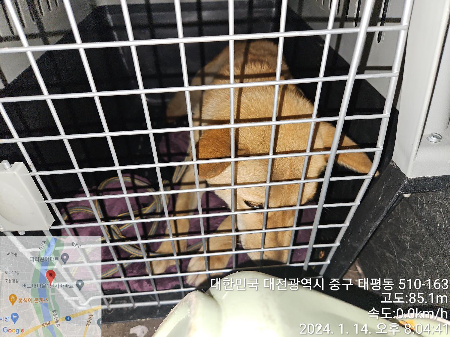 종료(반환) 믹스견…