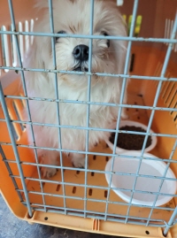 영천유기동물보호센터_447510202400010