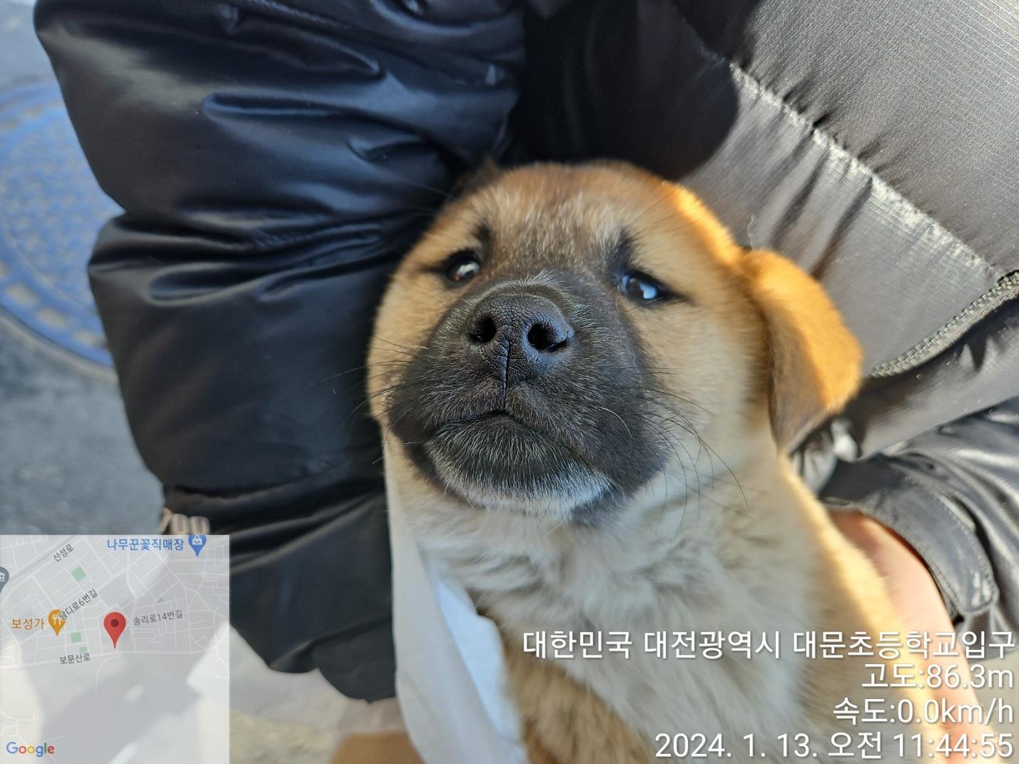 대전동물보호센터_430365202400010