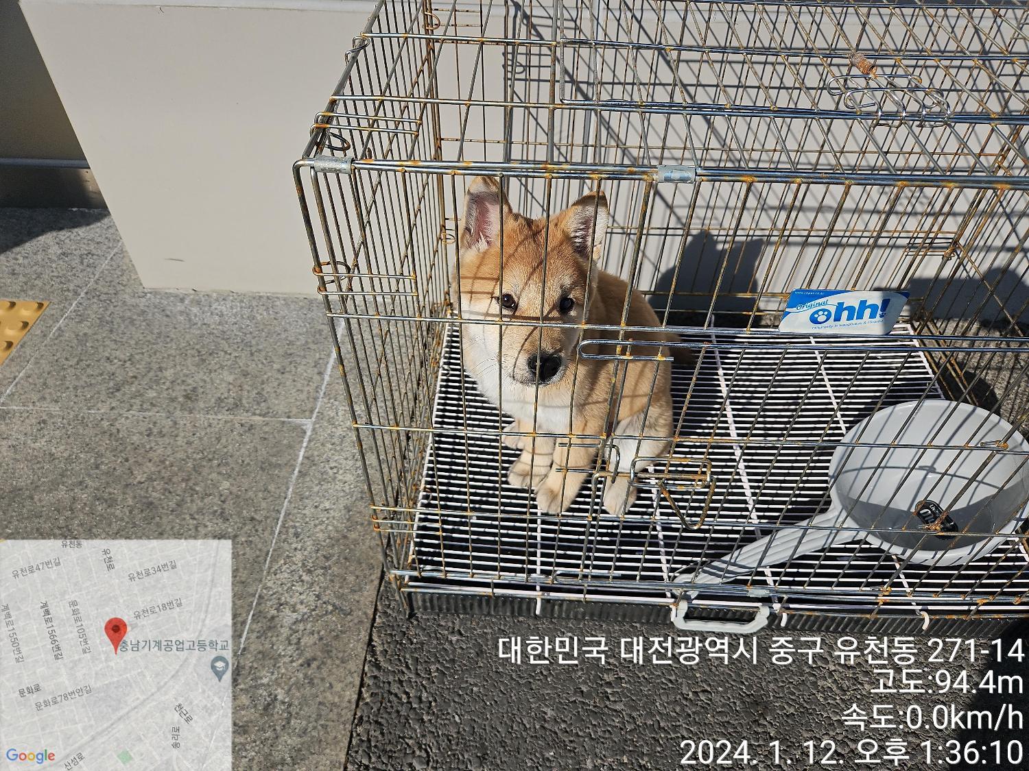 대전동물보호센터_430365202400009