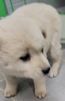 영천유기동물보호센터_447510202400012