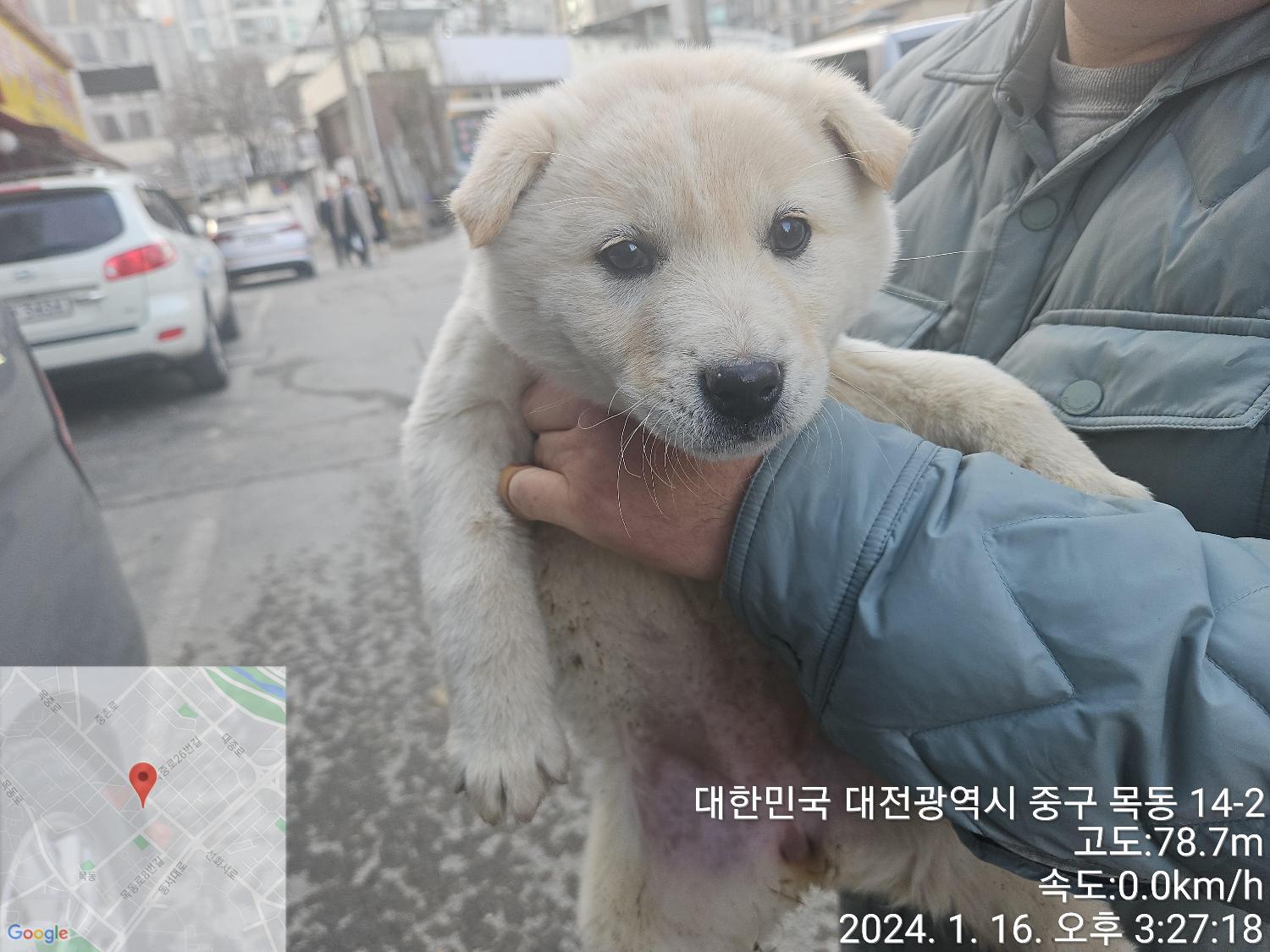 보호중 진도견의 가…