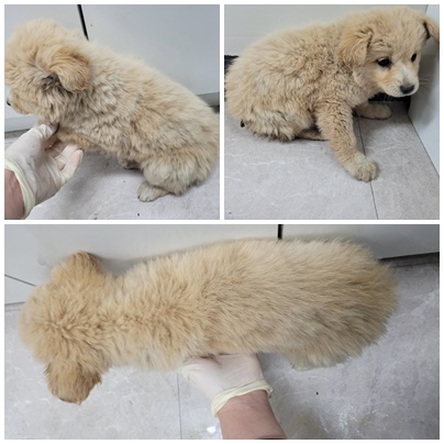 논산시 동물보호센터_444454202400044