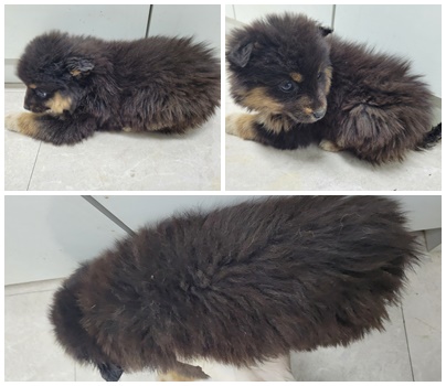 논산시 동물보호센터_444454202400043