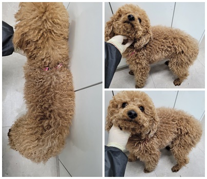 논산시 동물보호센터_444454202400049