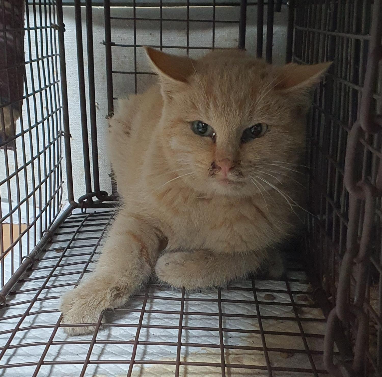 보호중 한국 고양이…