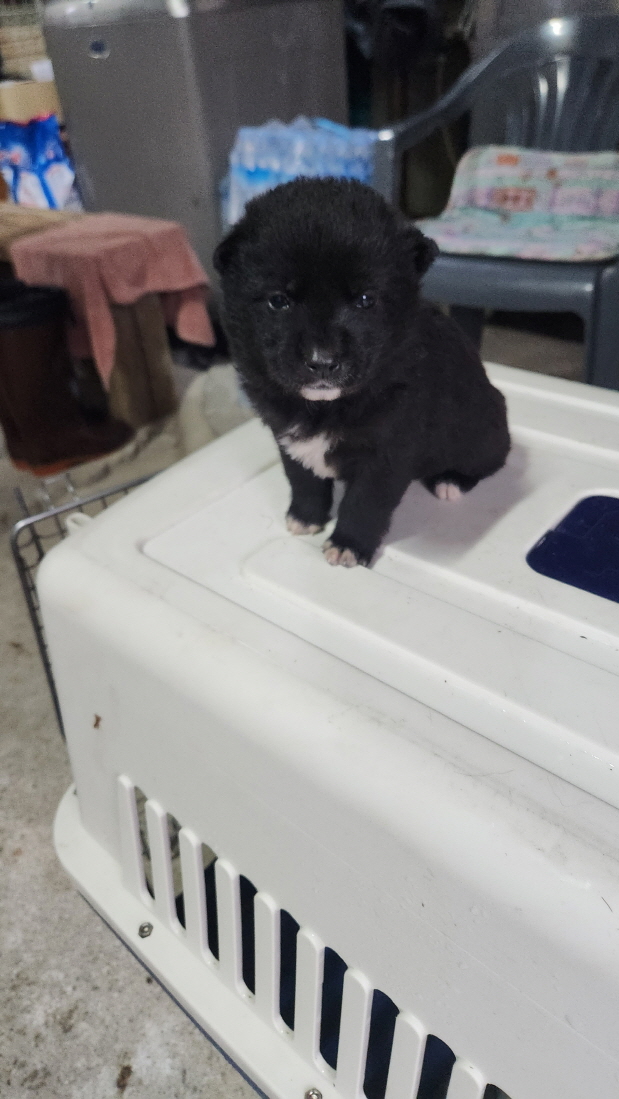 익산유기동물보호소_445468202400118