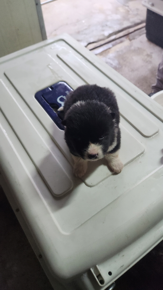 익산유기동물보호소_445468202400114