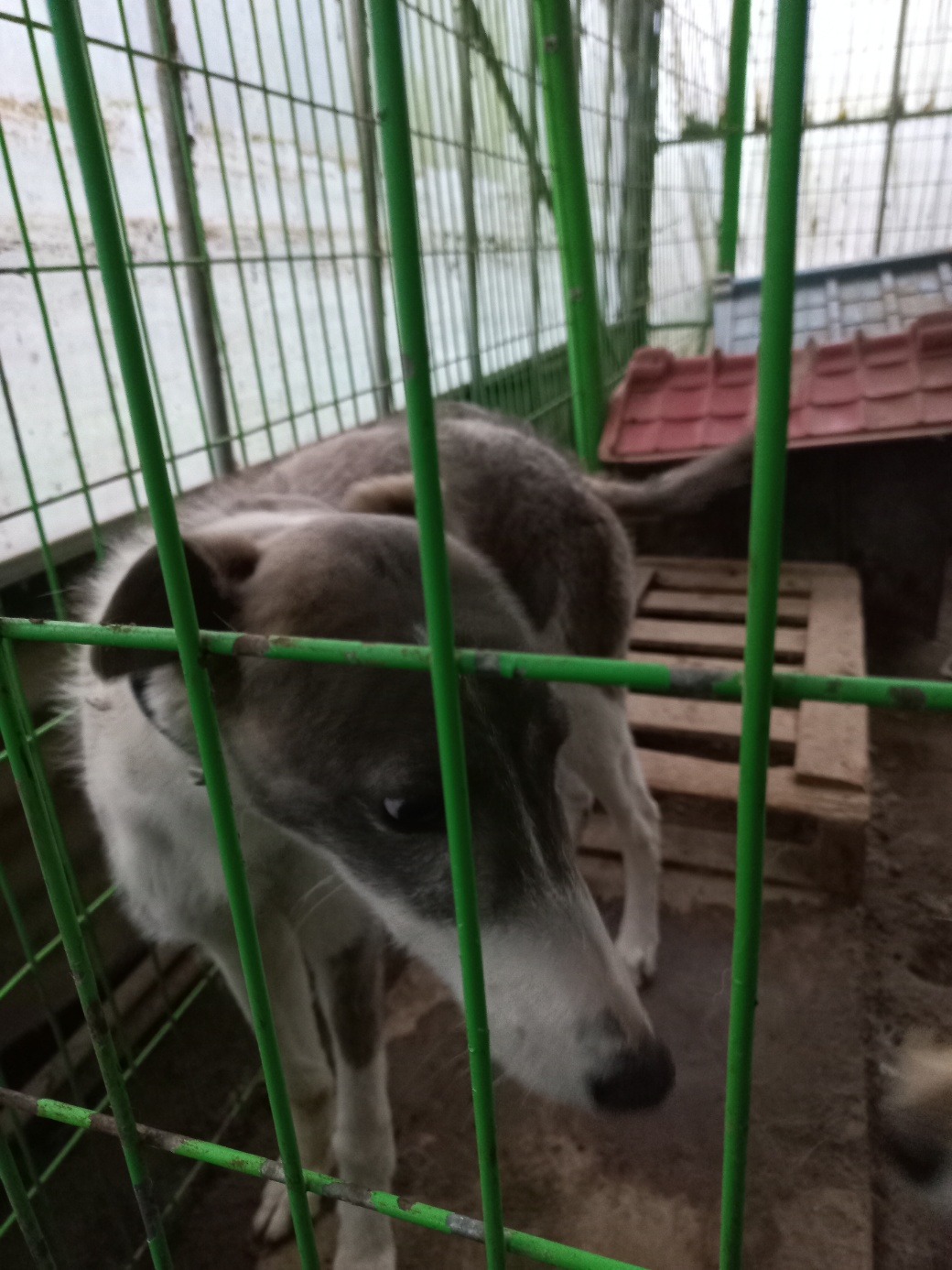 예산동물보호센터_444461202400026