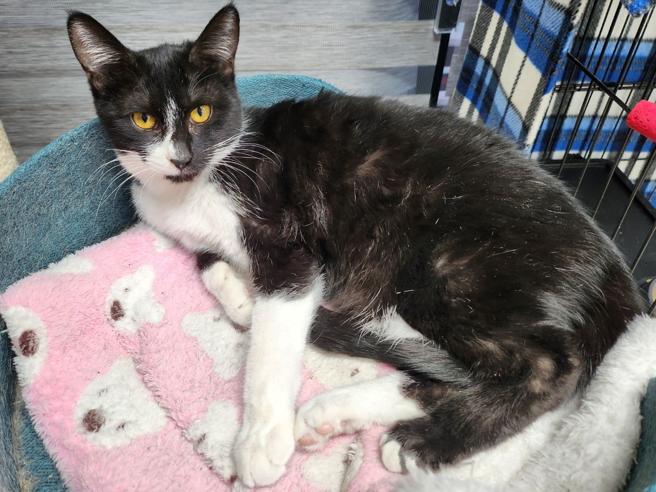 [고양이] 믹스묘 충남-아산-2023-00364 유기동물 배경 이미지 입니다.