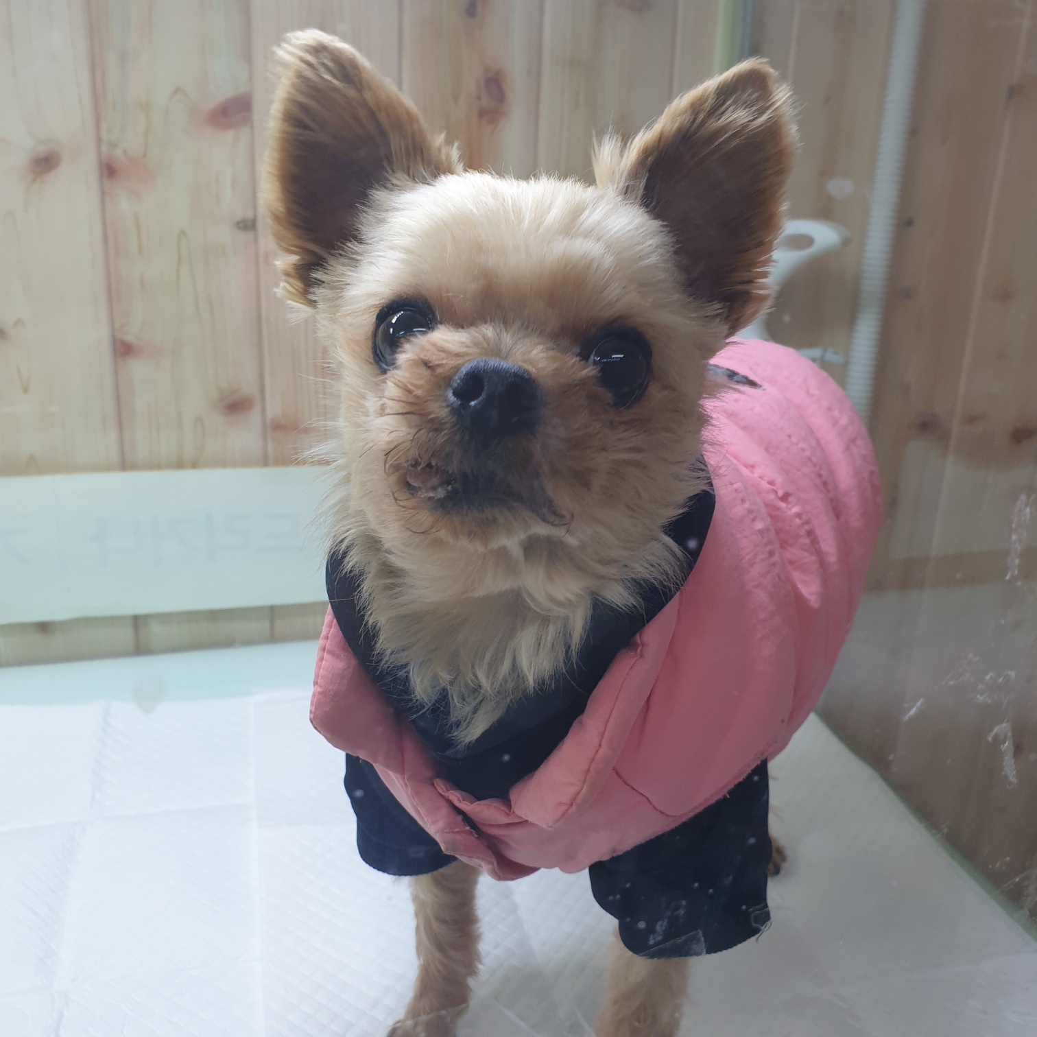 종료(입양) 요크셔…