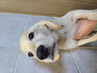 누리동물병원_426335202400003