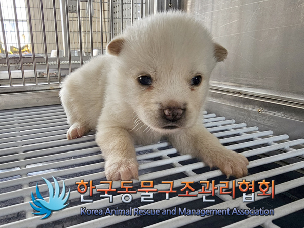 한국동물구조관리협회_441406202400083