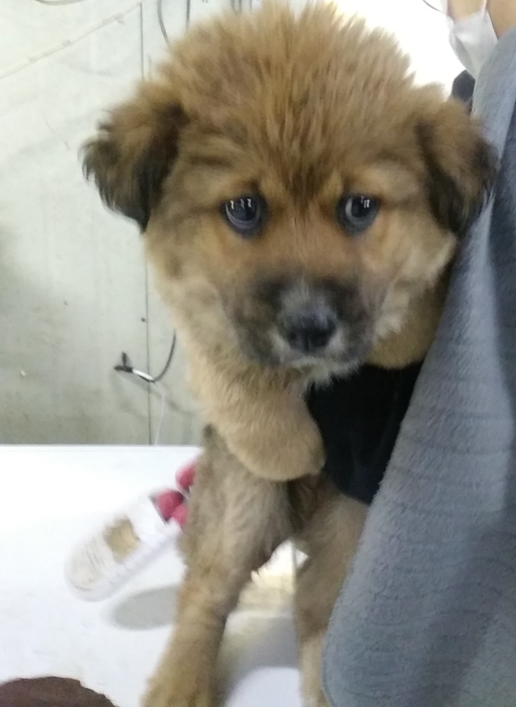 보호중 믹스견의 가…