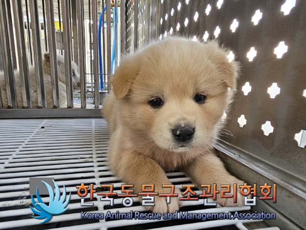 종료(입양) 믹스견…