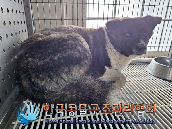 한국동물구조관리협회_441409202400047
