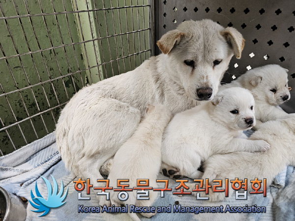 종료(입양) 믹스견…
